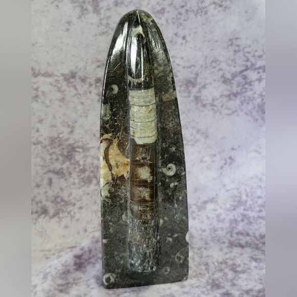 Orthoceras Fossils Self Standing - Picture 12 of 16